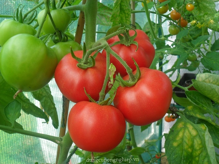 Cà chua an toàn từ 20.000 - 28.000đ/Kg
